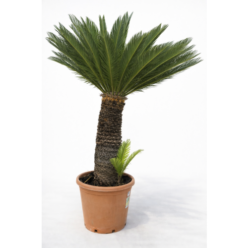 Cycas revoluta – 90- 100 cm pnia
